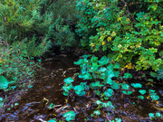 13th Aug 2020 - Swinister Burn