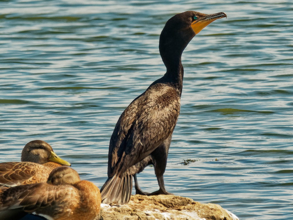 double crested cormorant  by rminer