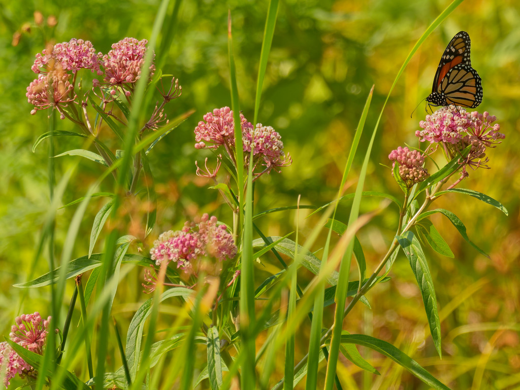 monarch on swamp milkweed by rminer