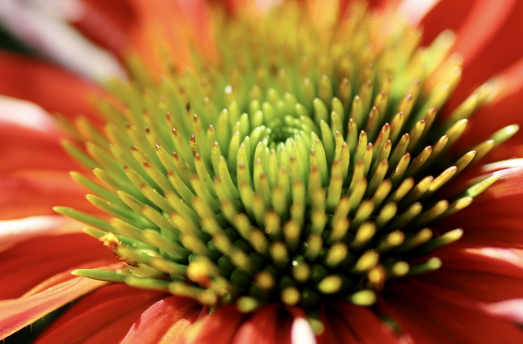 Cone Flower Heart by phil_sandford