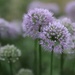Alliums by phil_sandford