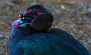 13th Aug 2020 - Muscovy