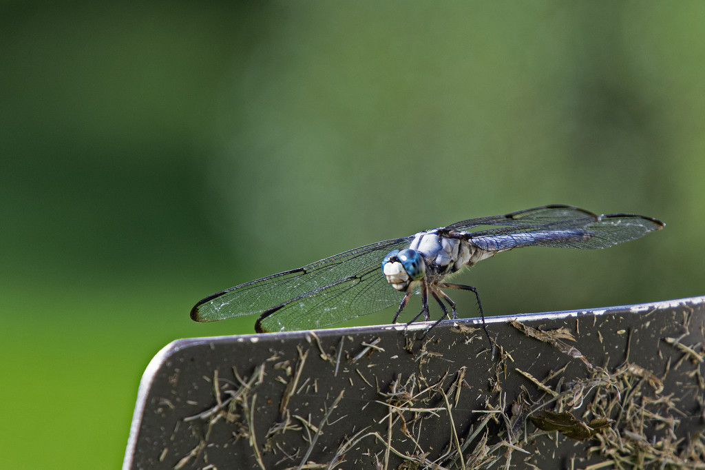 Blue Dasher by timerskine