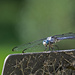 Blue Dasher by timerskine