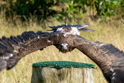 13th Aug 2020 - Incoming vulture