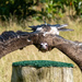 Incoming vulture by ellida