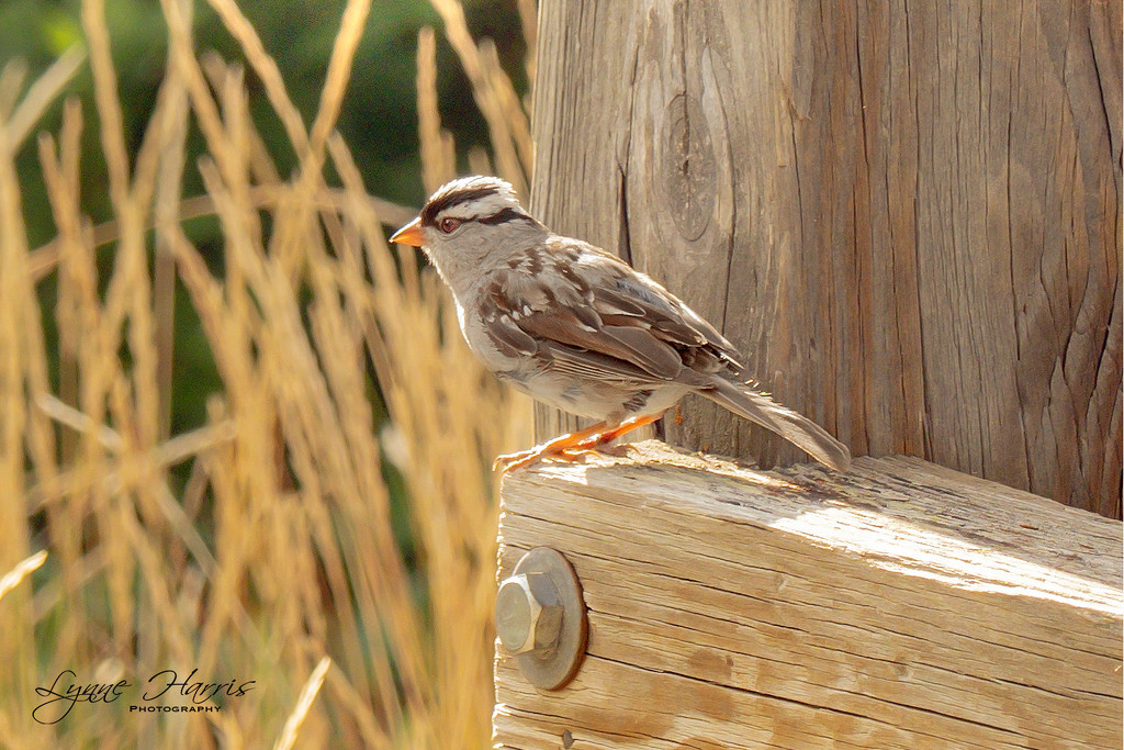 White Crowned Sparrow by lynne5477