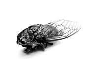 13th Aug 2020 - Cicada Gift