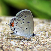 15th Jul 2020 - Eastern Tailed-Blue