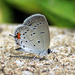 Eastern Tailed-Blue by rhoing