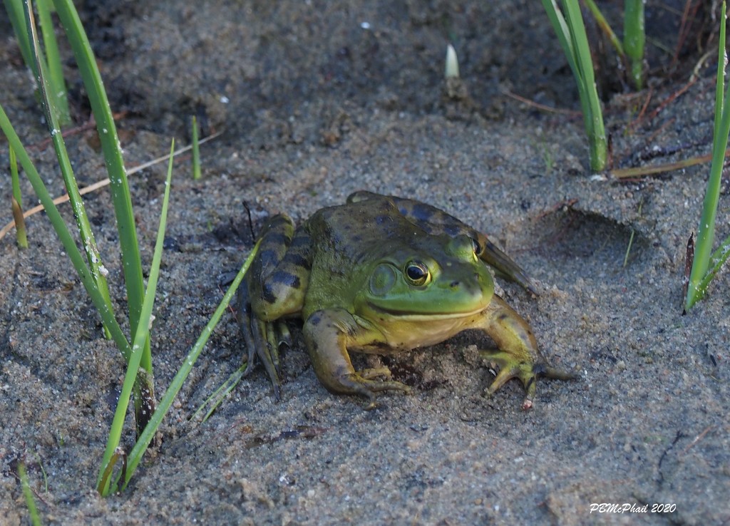 Happy Frog by selkie
