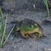 Happy Frog by selkie
