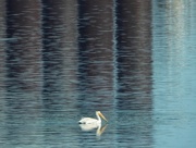 13th Aug 2020 - pelican at the pond