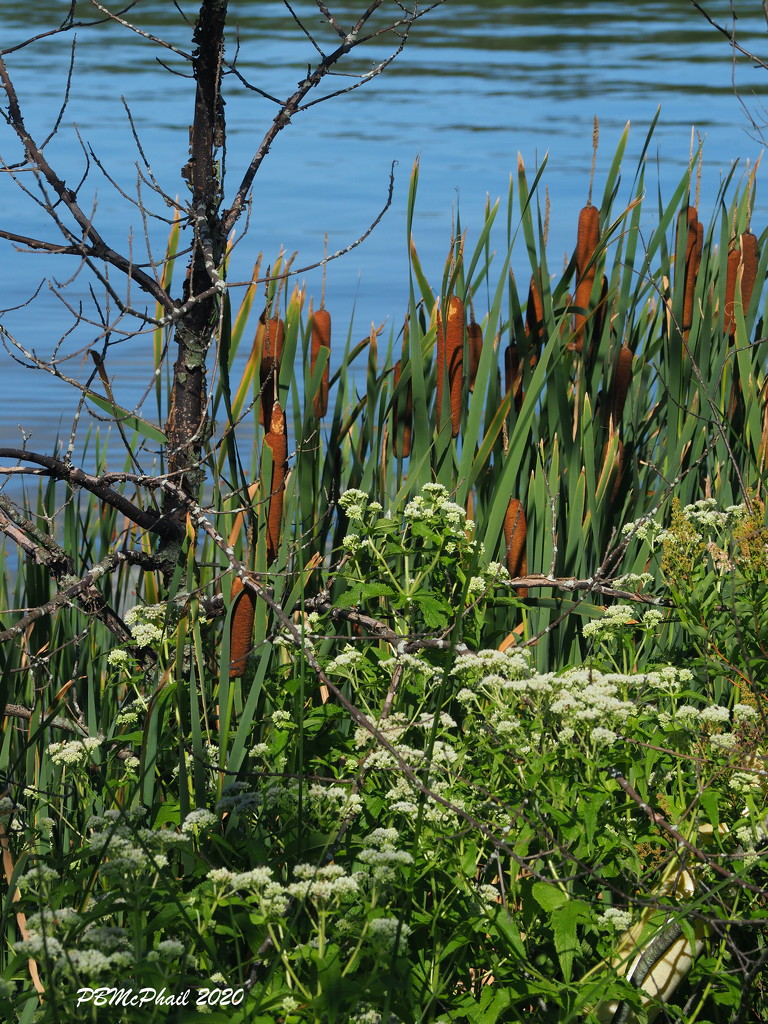 Marsh Flowers by selkie