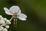 13th Aug 2020 - Ailanthus Webworm Moth