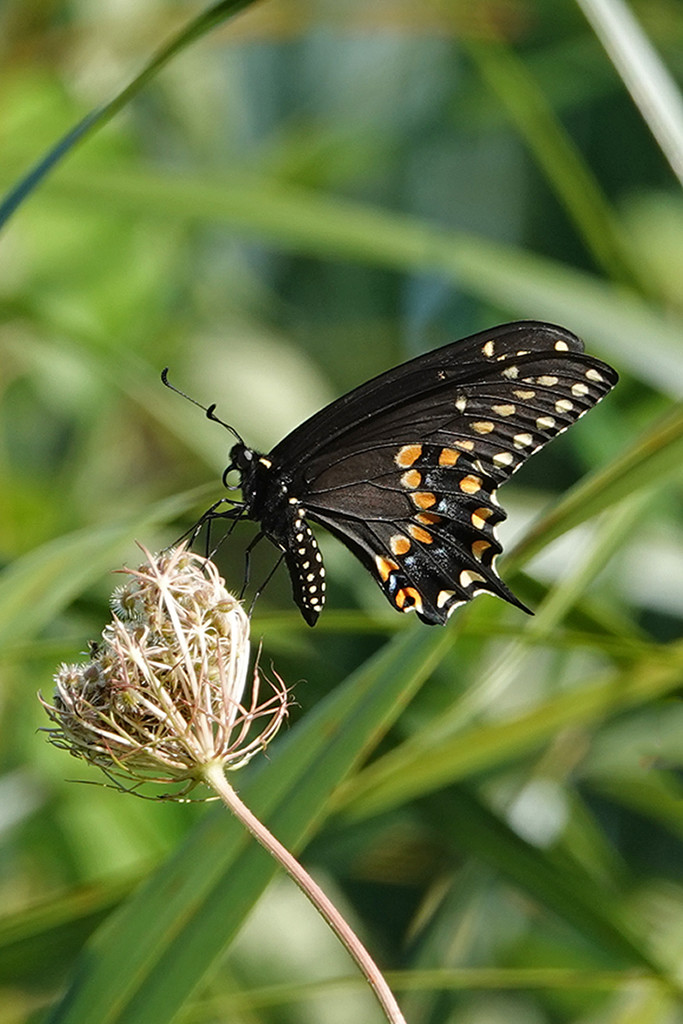 Black Swallowtail by annepann