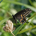 Black Swallowtail by annepann