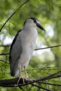 13th Aug 2020 - Night Heron