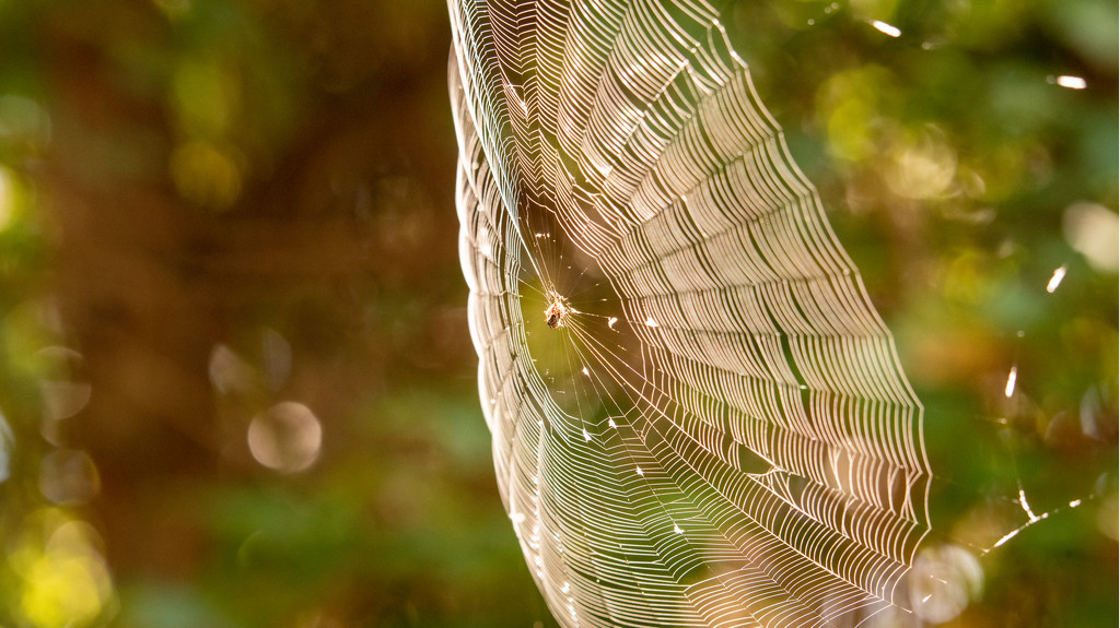 Spiderweb Blowing in the Wind! by rickster549