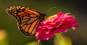 13th Aug 2020 - One More Monarch Butterfly!