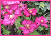 14th Aug 2020 - Kevin and Gail's Clematis.