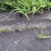 2020-08-14 A More Visible Grasshopper by cityhillsandsea