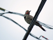 14th Aug 2020 - Perched On A Wire