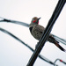 Perched On A Wire by seattlite
