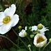 White Japanese Anemone  by beryl