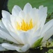 Day 225: Water Lily by jeanniec57