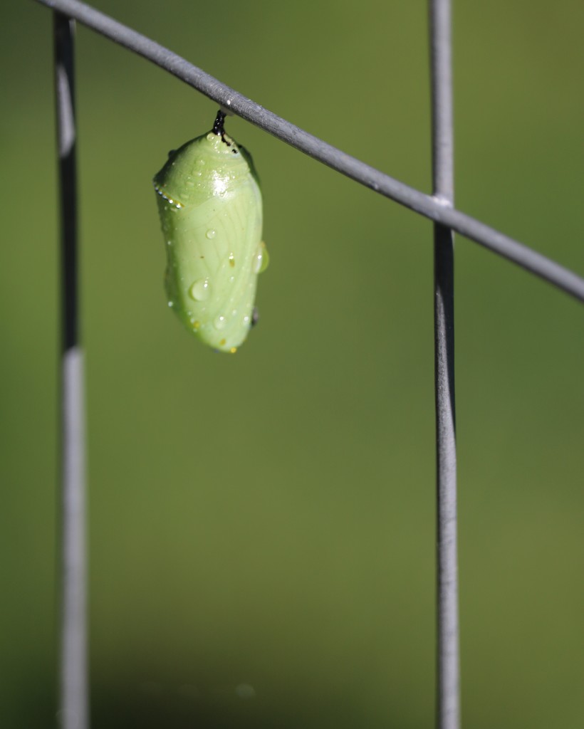 April 13: Monarch Chrysalis by daisymiller