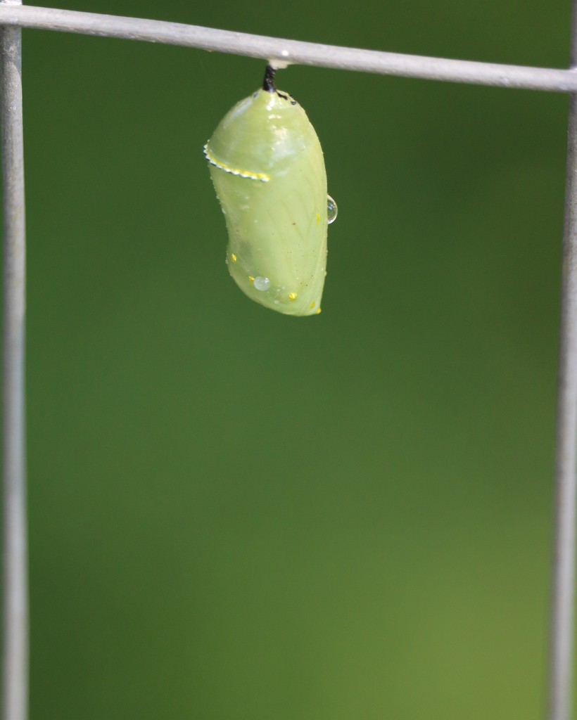 August 14: Monarch Chrysalis by daisymiller