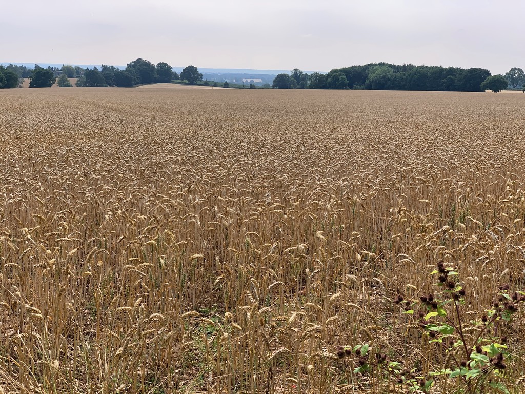 Wheat field by 365projectmaxine