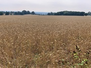 14th Aug 2020 - Wheat field