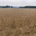 Wheat field by 365projectmaxine