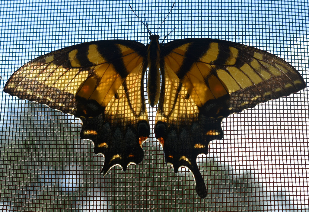 Swallowtail filter by homeschoolmom