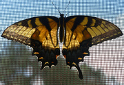 13th Aug 2020 - Swallowtail filter