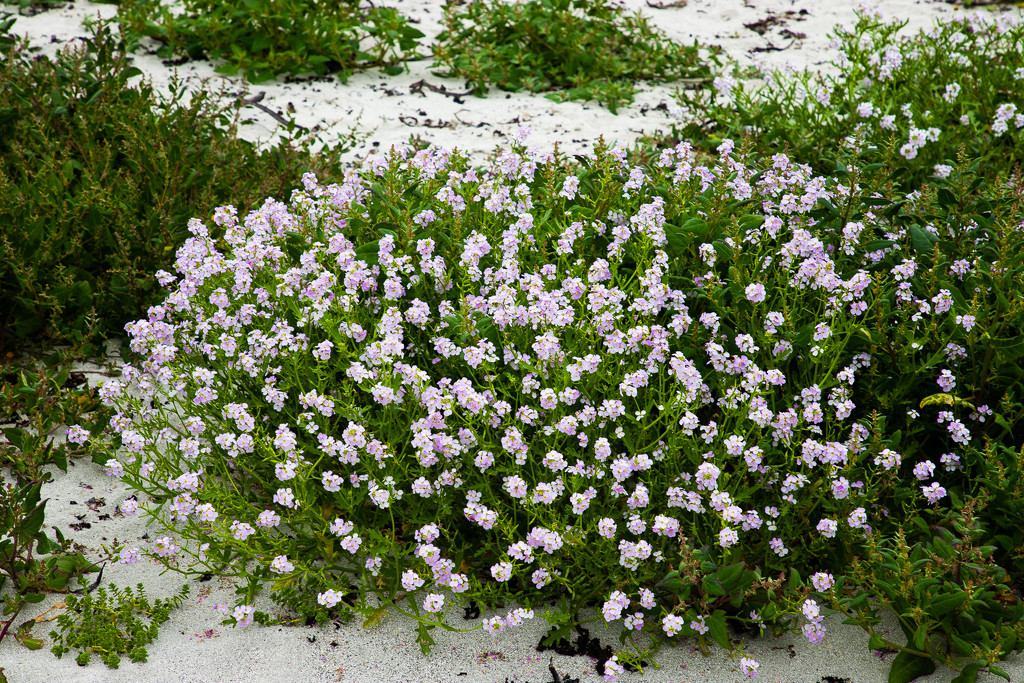Sea Rocket by lifeat60degrees