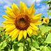Sunflowers For My Birthday by yogiw