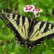 23rd Jun 2020 - Eastern Tiger Swallowtail