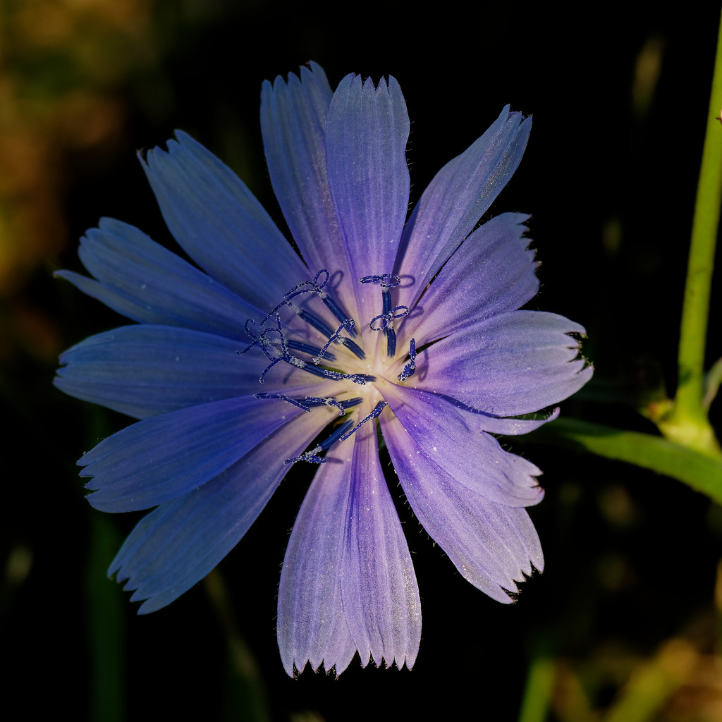 chicory and shadows by rminer