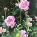 Japanese anemone  by snowy