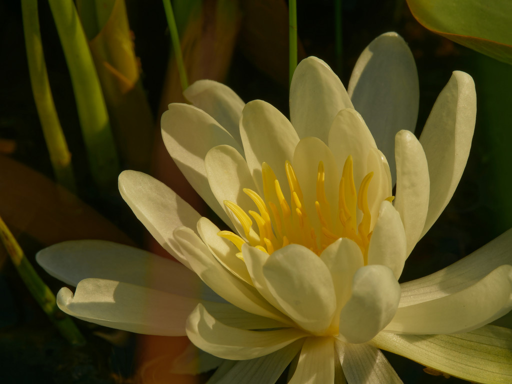 water lily by rminer