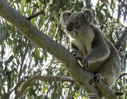 14th Aug 2020 - koalas are natural baritones