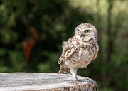 14th Aug 2020 - Burrowing Owl