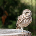Burrowing Owl by ellida