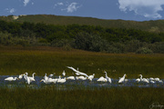 14th Aug 2020 - White Egrets Congregating On the Other Side Of the Dunes