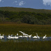 White Egrets Congregating On the Other Side Of the Dunes by jgpittenger