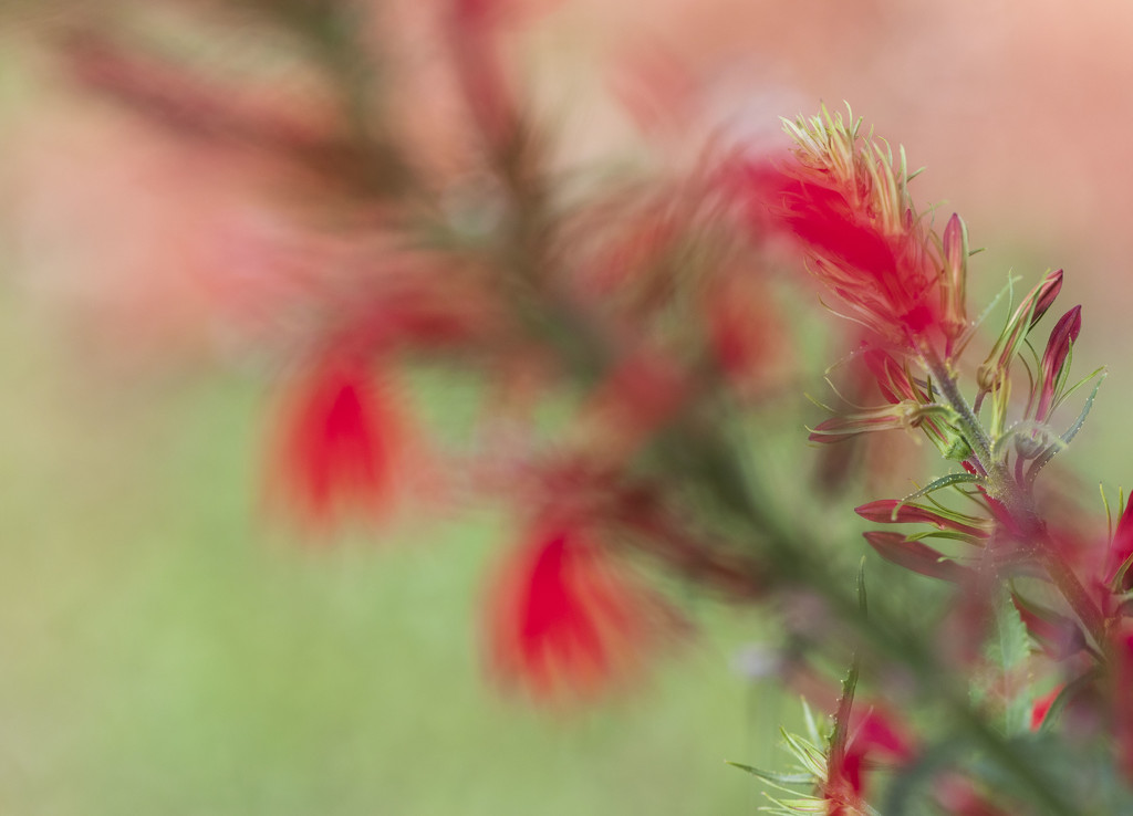 Cardinal Flower by kvphoto