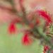 Cardinal Flower by kvphoto